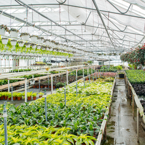 Live plant nursery