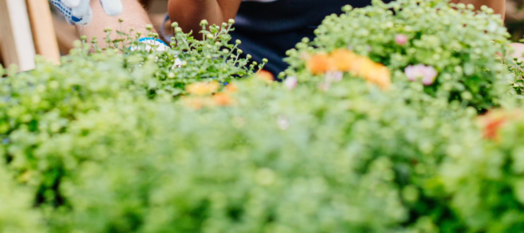 Flower baskets