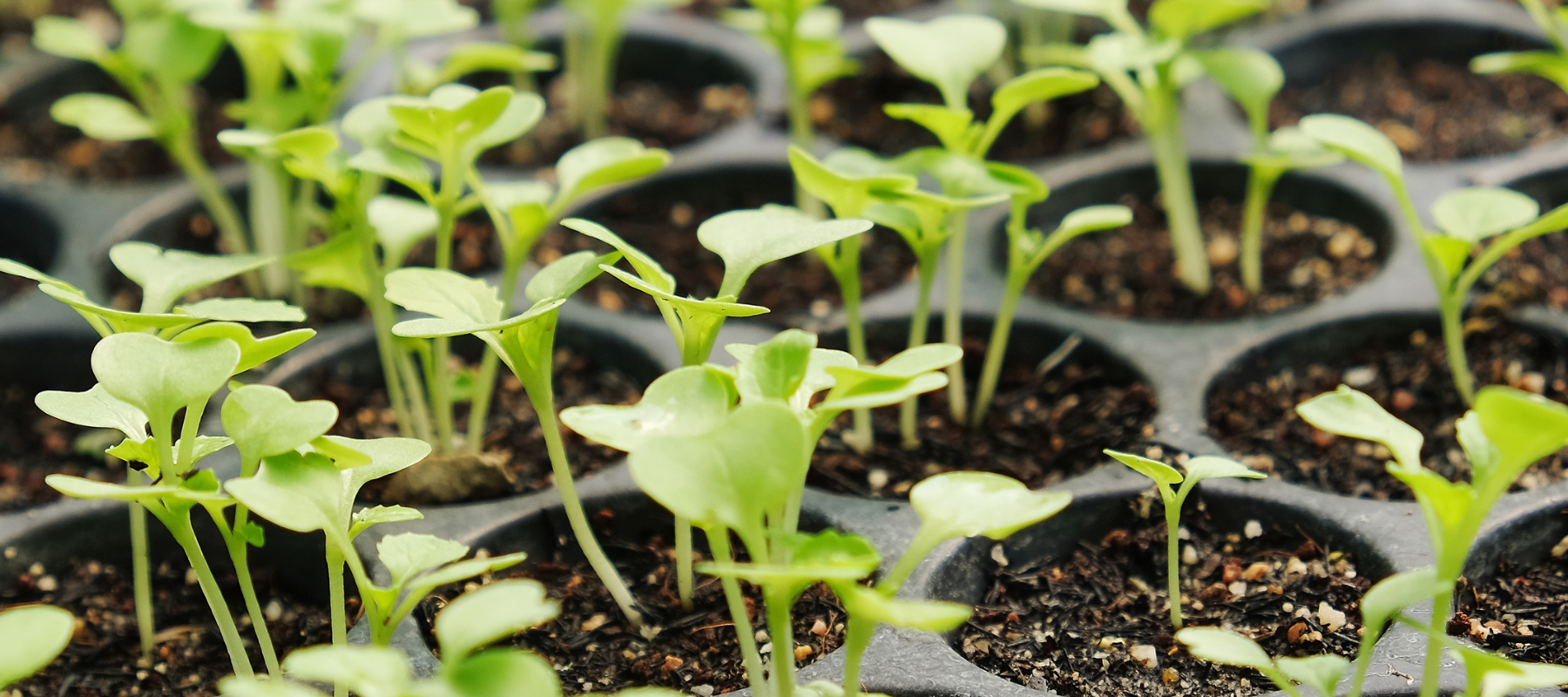 Live plants in a plant starter container